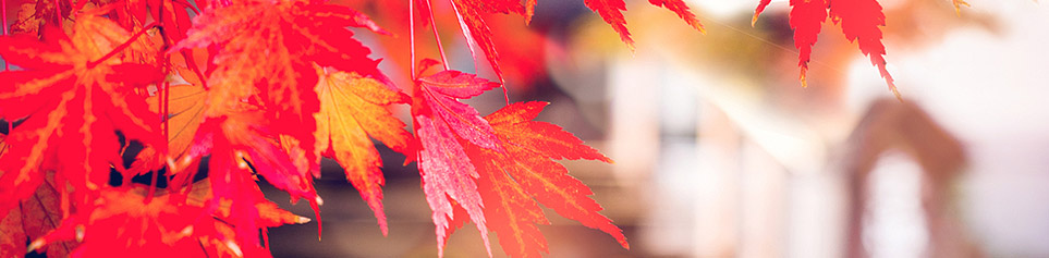 Indian Summer In Kanada Farbexplosion Im Herbst