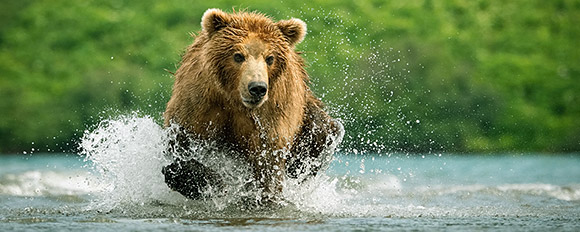 Tauchen Sie ein in die Wildnis Kanadas und beobachten Sie Bären, Elche und Wale!
