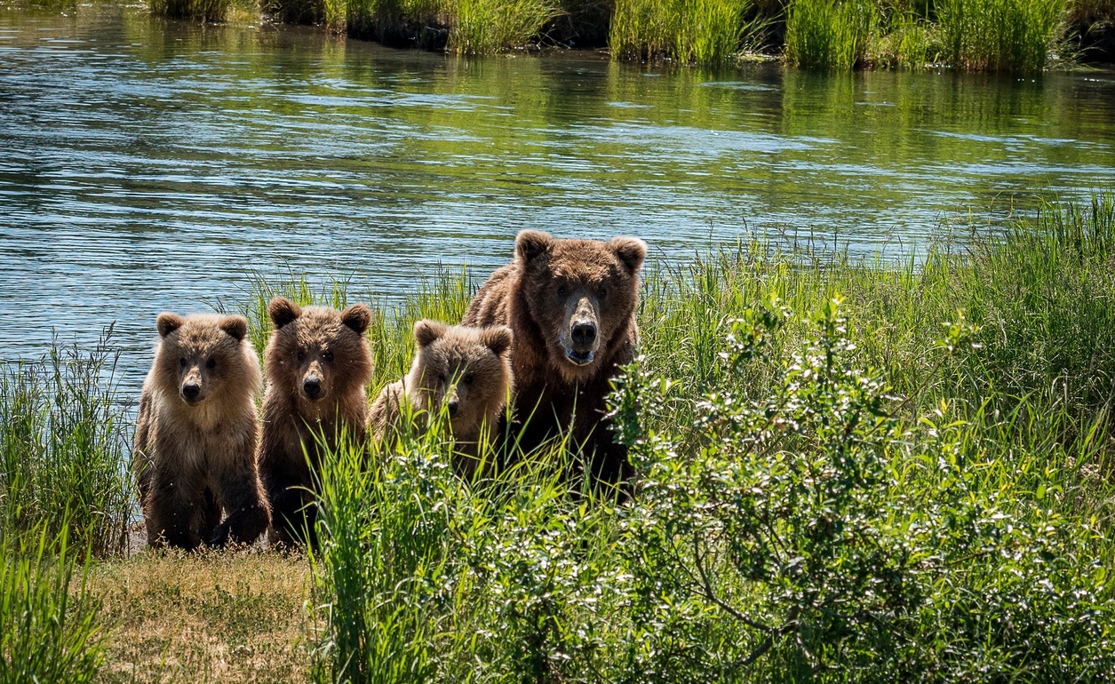 Kanada Tiere Bären Wildnis