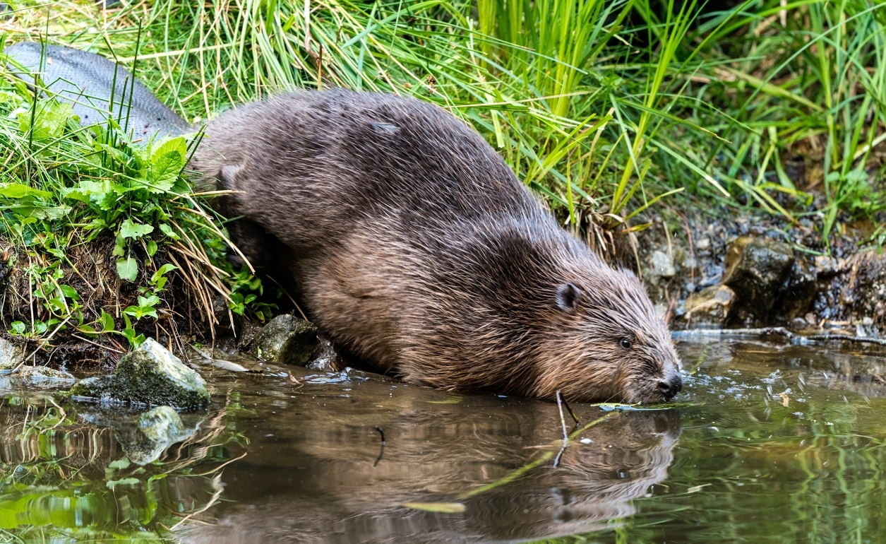 Welche Tiere gibt es in Kanada? Biber