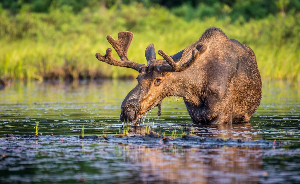 Kanadas Tierwelt Elch