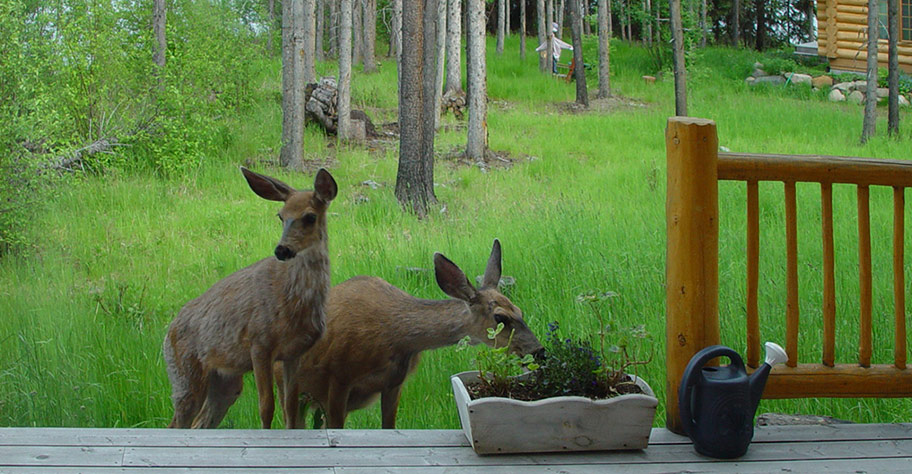 Wilde Besucher in der Ten ee Ah Lodge nicht canusa