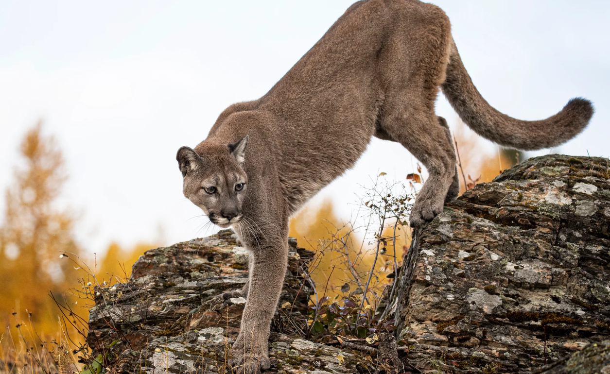 Puma Kanada Tierwelt