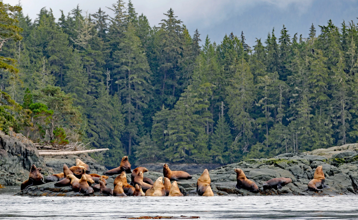 Seelöwen und Robben in Kanada