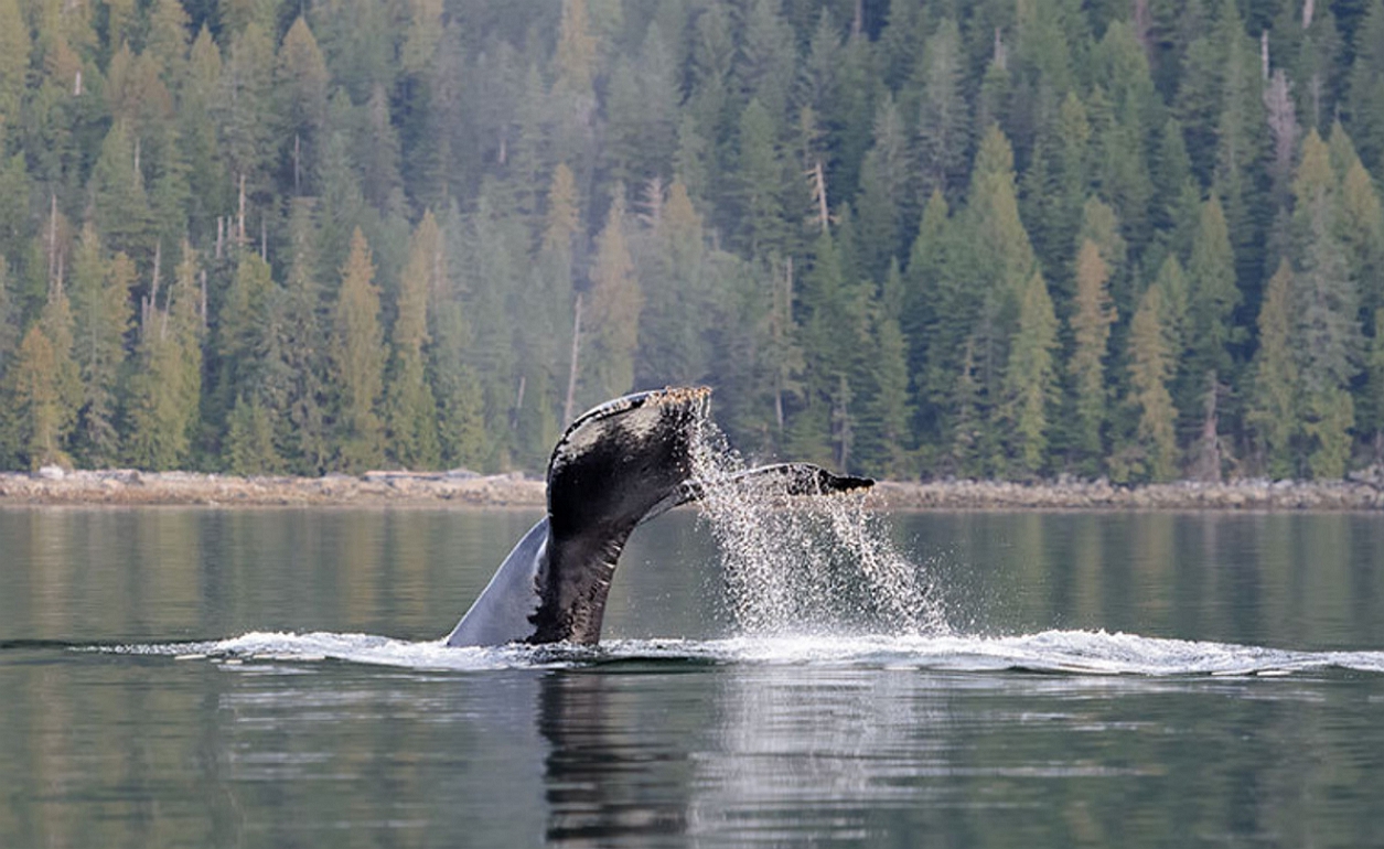 Walbeobachtungen in Kanada