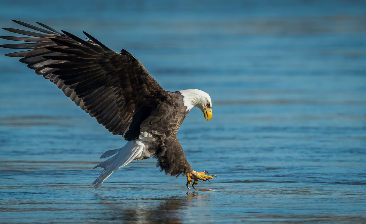 Vögel in Kanada: Eulen