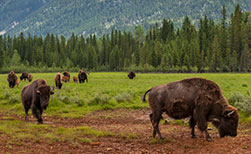 Bisons in Kanada