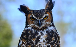 Vögel in Kanada: Eulen