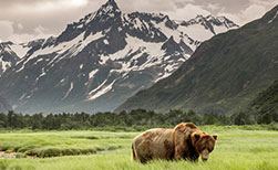 Kanada Tiere Bären Wildnis