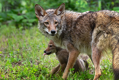 Koyote Kanada nationalpark