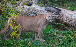 Puma Kanada Tierwelt