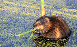 Welche Tiere gibt es in Kanada? Biber