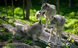 Wölfe in Kanada