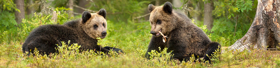 Tierwelt Kanada